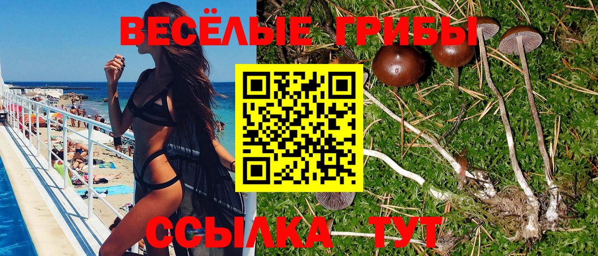 Галлюциногенные грибы Psilocybe Ижевск